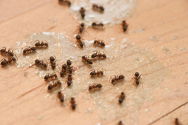 Best Termite Control Services  in Metuchen, NJ