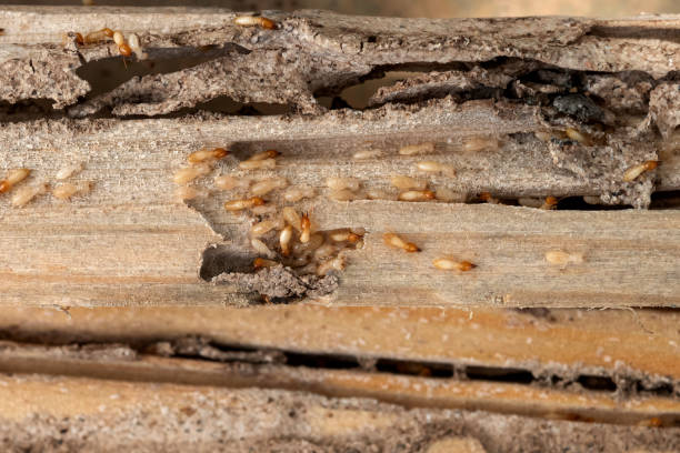 Best Affordable Pest Control Services  in Metuchen, NJ