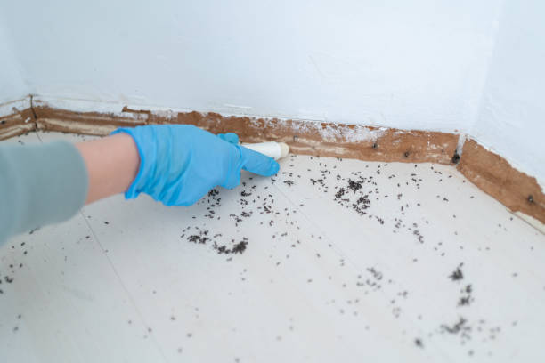 Best Affordable Pest Control Services  in Metuchen, NJ